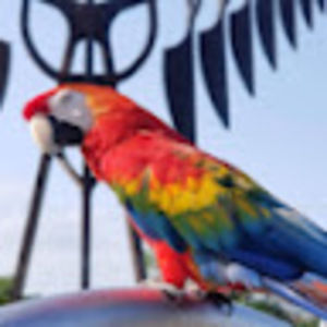 Meet your Posher, Cheekee